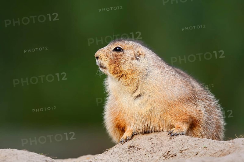 Black-tailed prairie dog (Cynomys ludovicianus) at the den, North America