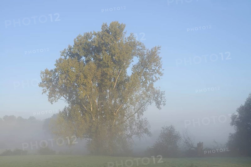 Bastard black poplar or Canada poplar (Populus ×canadensis, Populus ×euramericana) in the morning mist, North Rhine-Westphalia, Germany