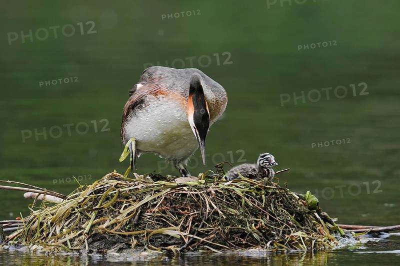 Great Crested Grebe (Podiceps scalloped ribbonfish) with chicks on the nest, North Rhine-Westphalia, Germany