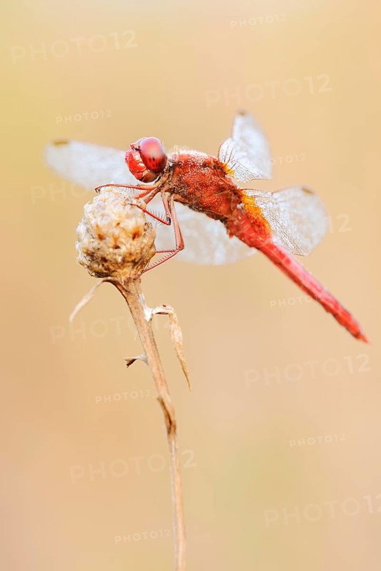 Scarlet Dragonfly (Crocothemis erythraea), male with dewdrops, North Rhine-Westphalia, Germany