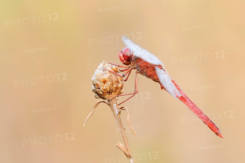 Scarlet Dragonfly (Crocothemis erythraea), male with dewdrops, North Rhine-Westphalia, Germany