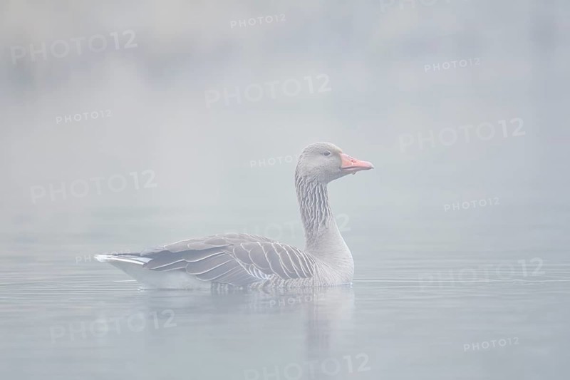 Greylag goose (Anser anser), swimming in the morning mist on a pond, North Rhine-Westphalia, Germany