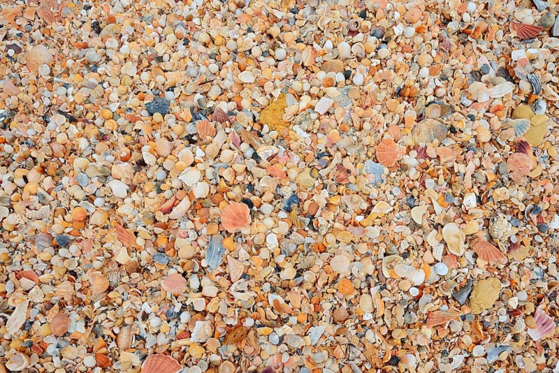 Different mussel shells on the beach, Algarve, Portugal