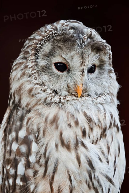 Ural owl (Strix uralensis), portrait, Bavarian Forest, Germany