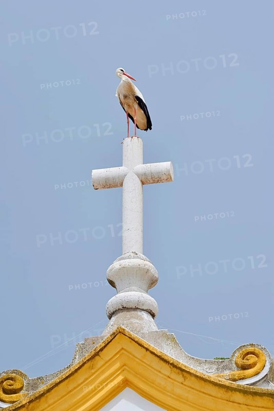 White stork (Ciconia ciconia) standing on the cross of a church, Portimao, Algarve, Portugal