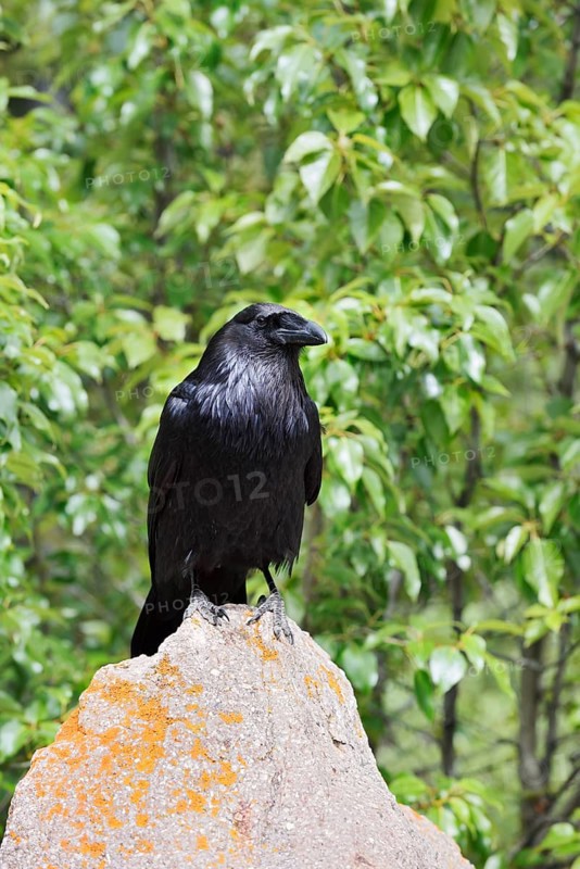 Raven (Corvus corax) sitting on a rock, Banff National Park, Alberta, Canada