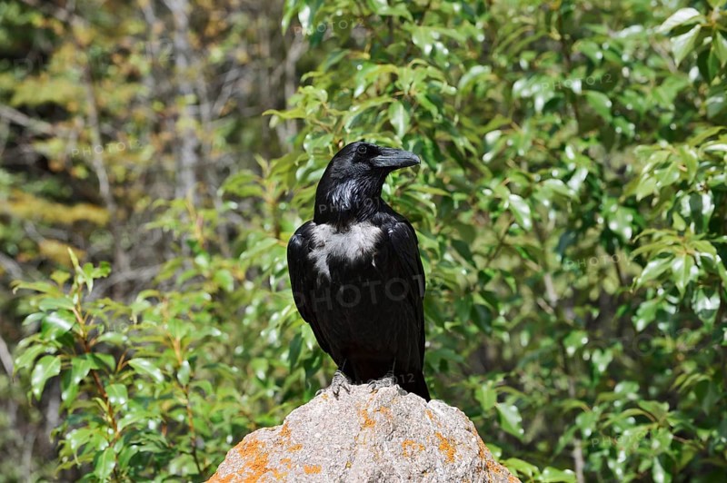 Raven (Corvus corax) sitting on a rock, Banff National Park, Alberta, Canada