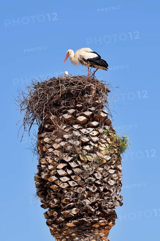 White stork (Ciconia ciconia), pair in a nest on a palm tree, Algarve, Portugal