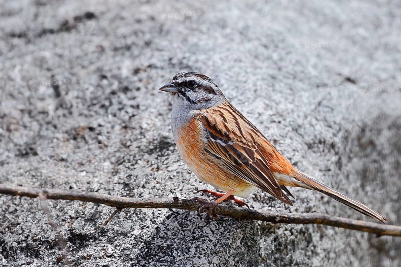 Rock Bunting (Emberiza cia), male, Algarve, Portugal
