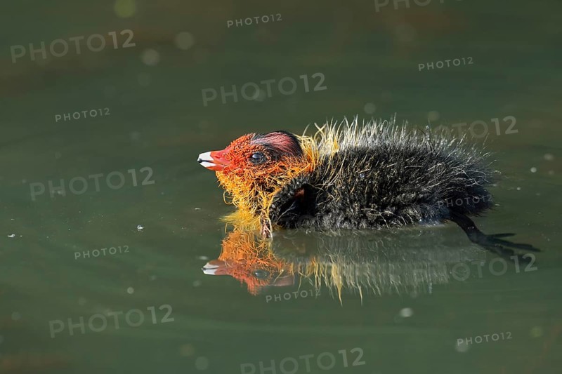 Eurasian Coot (Fulica atra), swimming chick, North Rhine-Westphalia, Germany
