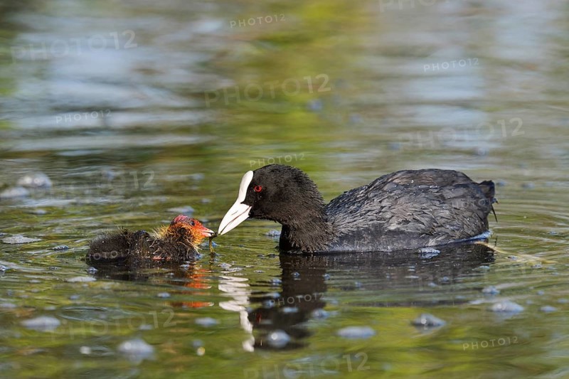 Eurasian Coot (Fulica atra) feeding chicks, North Rhine-Westphalia, Germany