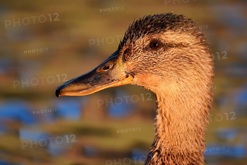 Mallard (Anas platyrhynchos), female, portrait, North Rhine-Westphalia, Germany