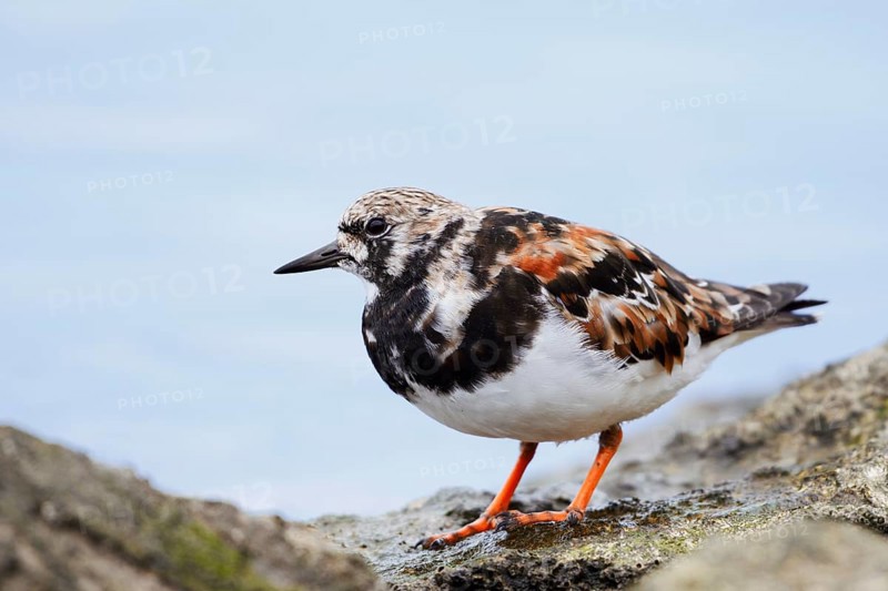 Ruddy turnstone (Arenaria interpres), Algarve, Portugal