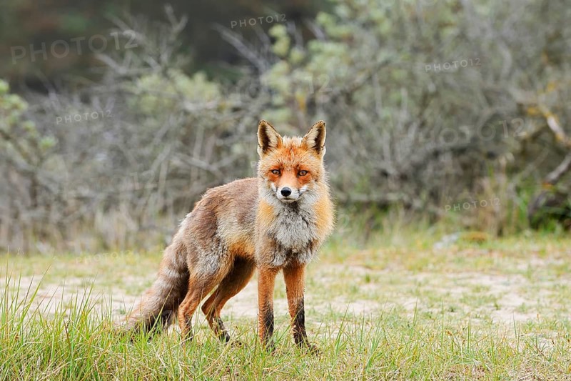 Red fox (Vulpes vulpes), North Holland, Netherlands