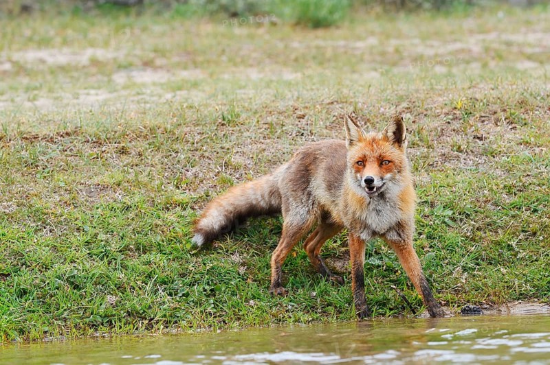 Red fox (Vulpes vulpes) standing by a stream, North Holland, Netherlands