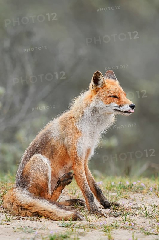 Red fox (Vulpes vulpes), North Holland, Netherlands