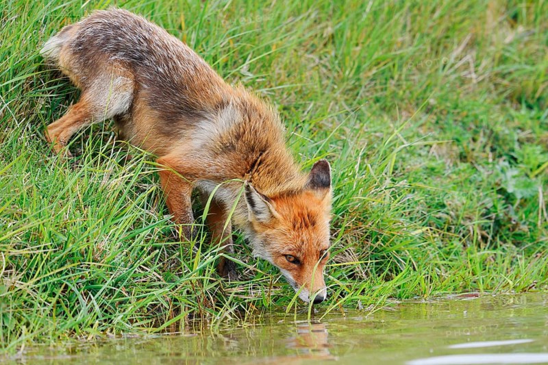 Red fox (Vulpes vulpes) drinking from a stream, North Holland, Netherlands