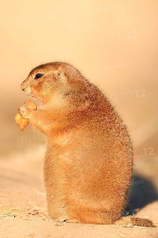 Black-tailed prairie dog (Cynomys ludovicianus), sits upright and eats a carrot, captive, occurring in North America