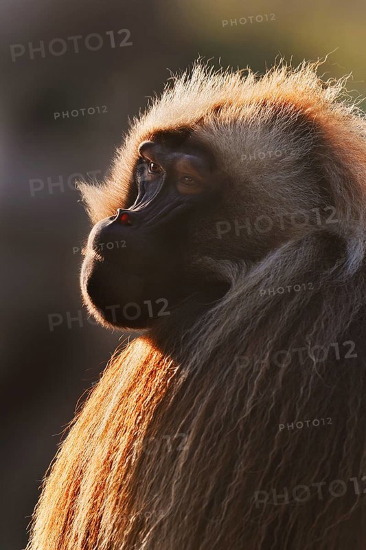 Djelada or blood-breasted baboon (Theropithecus gelada), male in backlight, portrait, captive, occurrence in Ethiopia
