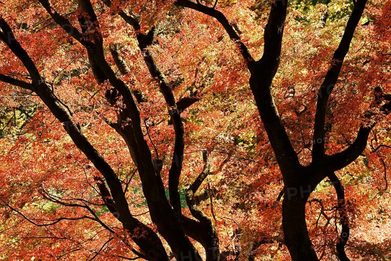 Fan maple (Acer palmatum) in autumn, North Rhine-Westphalia, Germany