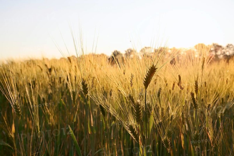Rye (Secale cereale) at sunrise against the light, North Rhine-Westphalia, Germany