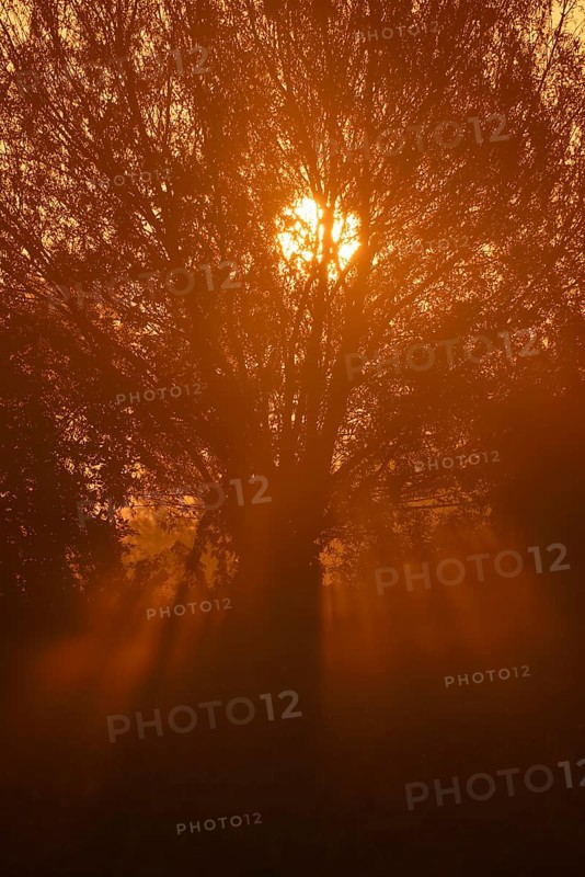Pollarded willow, silver willow (Salix alba) in the morning mist at sunrise, North Rhine-Westphalia, Germany