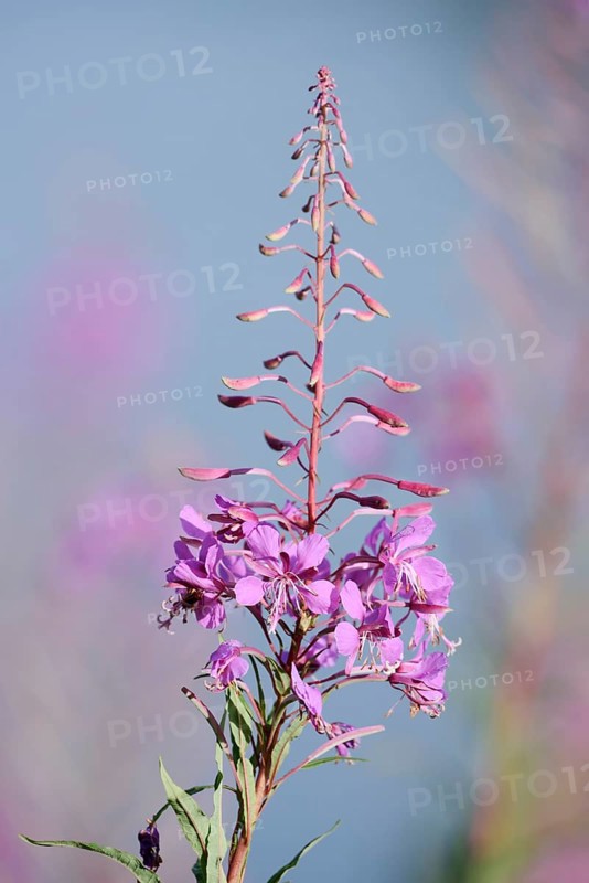 Blooming sally (Epilobium angustifolium), inflorescence, North Rhine-Westphalia, Germany