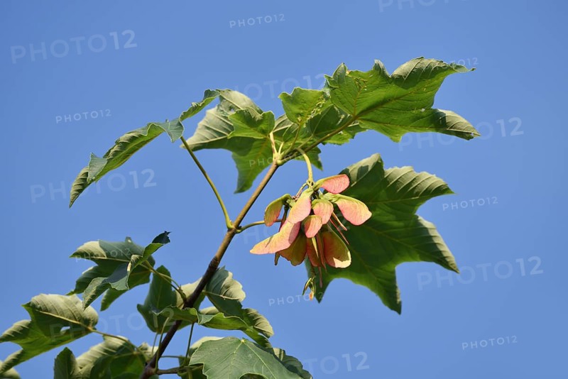 Field maple (Acer campestre), branch with leaves and fruit, North Rhine-Westphalia, Germany