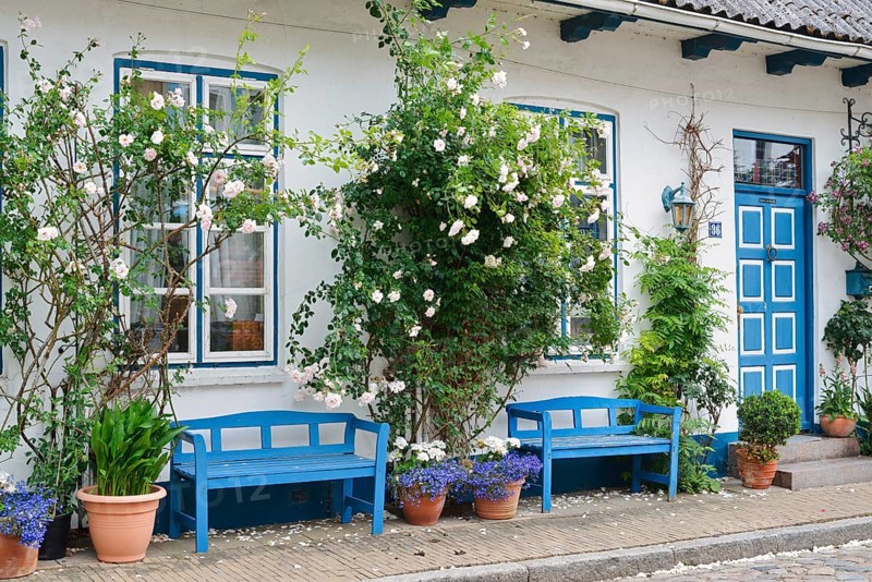 House with benches and blooming rose bushes, 'Little Amsterdam of the North' Friedrichstadt, North Frisia, Schleswig-Holstein, Germany