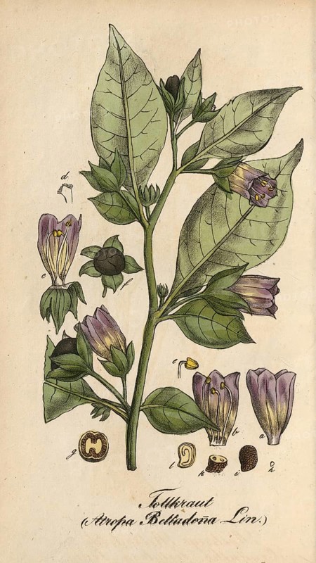 European poisonous plants, black belladonna, Atropa belladonna, authentic, digitally restored reproduction from a 19th century original, Eduard Winkler (1799-1862), book All poisonous plants in Germany, exact date of depiction unknown, historical