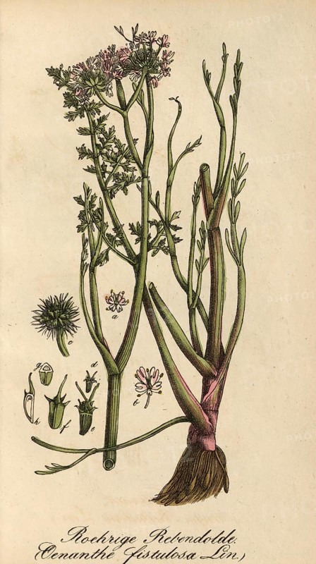 European poisonous plants, Oenanthe fistulosa, authentic, digitally restored reproduction from a 19th century original, Eduard Winkler (1799-1862), book All poisonous plants in Germany, exact date of depiction unknown, historical
