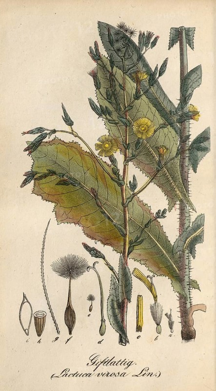 European poisonous plants, poisonous lettuce, Lactuca virosa, authentic, digitally restored reproduction from a 19th century original, Eduard Winkler (1799-1862), book All poisonous plants in Germany, exact date of depiction unknown, historical
