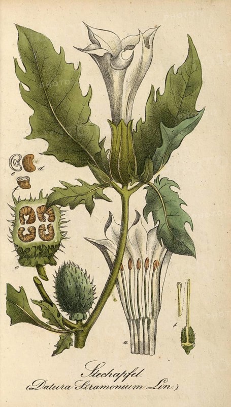 European poisonous plants, Jimson Weed, Datura stramonium, authentic, digitally restored reproduction from a 19th century original, Eduard Winkler (1799-1862), book All poisonous plants in Germany, exact date of depiction unknown, historical