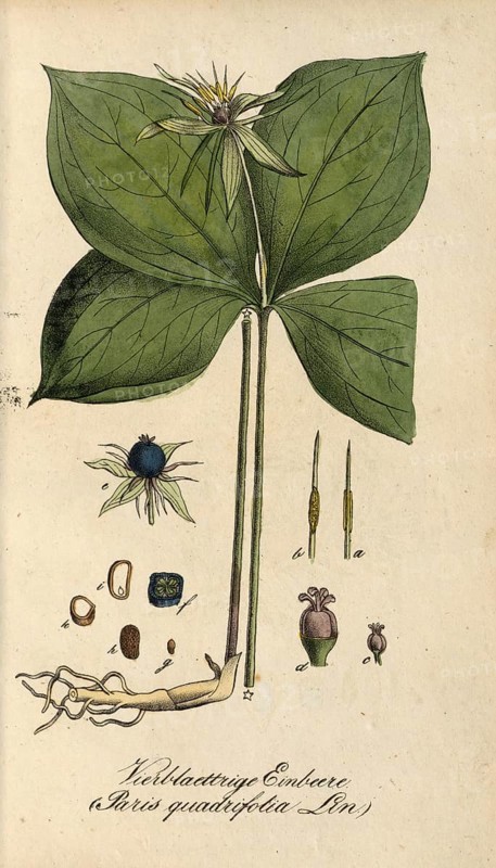 European poisonous plants, four-leaved huckleberry, Paris quadrifolia, authentic, digitally restored reproduction from a 19th century original, Eduard Winkler (1799-1862), book All poisonous plants in Germany, exact date of depiction unknown, historical