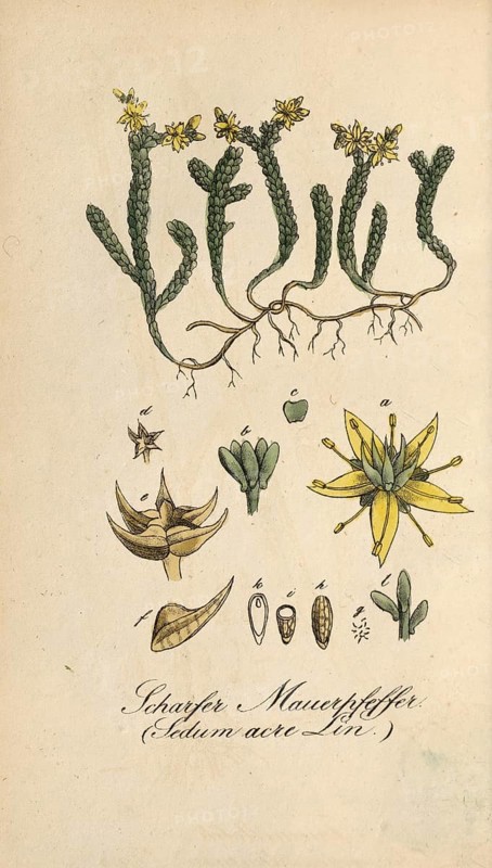 European Poisonous Plants, Pungent Stonecrop, Sedum acre, authentic, digitally restored reproduction from a 19th century original, Eduard Winkler (1799-1862), book All poisonous plants in Germany, exact date of depiction unknown, Historical
