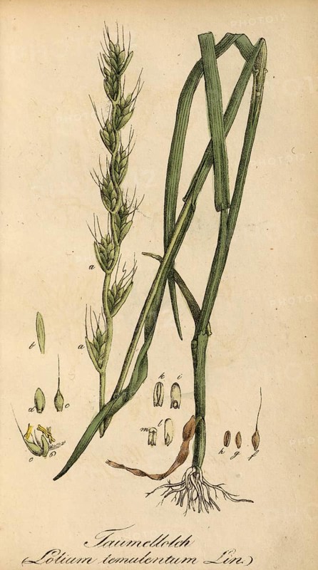 European poisonous plants, staggering lolc, Lolium temulentum, also known as dizzy grass or dizzy wheat, authentic, digitally restored reproduction from a 19th century original, Eduard Winkler (1799-1862), book All poisonous plants in Germany, exact date of depiction unknown, historical