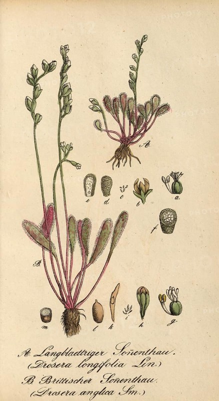 European poisonous plants, English sundew, Drosera anglica, Drosera longifolia, authentic, digitally restored reproduction from a 19th century original, Eduard Winkler (1799-1862), book All poisonous plants in Germany, exact date of depiction unknown, Historical