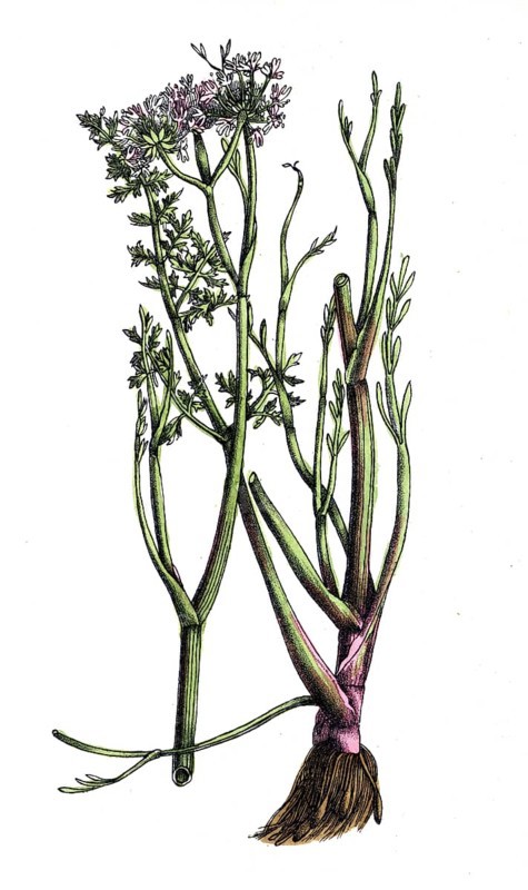 European poisonous plants, Roehriger Wasserfenche, Oenanthe fistulosa, digitally restored reproduction from a 19th century model, exact date of presentation unknown, historical