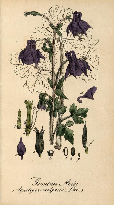European poisonous plants, European columbine or common columbine, Aquilegia vulgaris, authentic, digitally restored reproduction from a 19th century original, Eduard Winkler (1799-1862), book All poisonous plants in Germany, exact date of depiction unknown, Historical