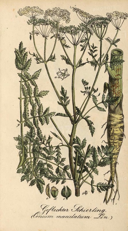 European poisonous plants, spotted hemlock, Conium maculatum, authentic, digitally restored reproduction from a 19th century original, Eduard Winkler (1799-1862), book All poisonous plants in Germany, exact date of depiction unknown, historical
