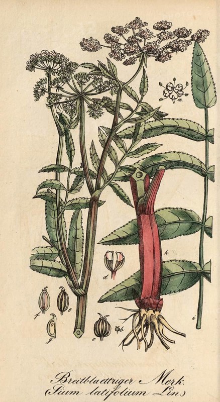 European poisonous plants, Sium latifolium L, Sium latifolium, authentic, digitally restored reproduction from a 19th century original, Eduard Winkler (1799-1862), book All poisonous plants in Germany, exact date of depiction unknown, Historical