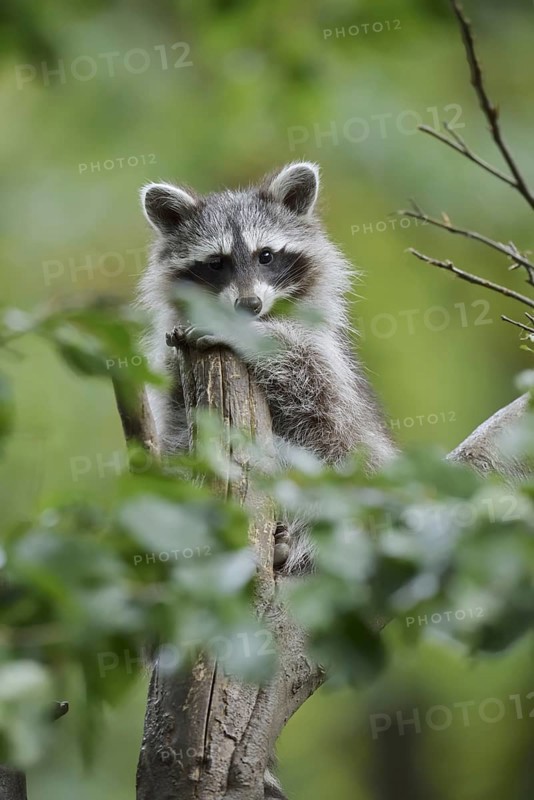 Raccoon (Procyon lotor), young in a tree, North Rhine-Westphalia, Germany