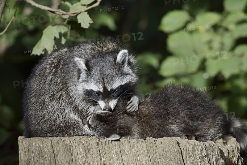 Raccoon (Procyon lotor) with young, North Rhine-Westphalia, Germany