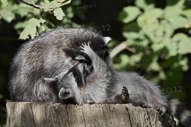 Raccoon (Procyon lotor) playing with young, North Rhine-Westphalia, Germany