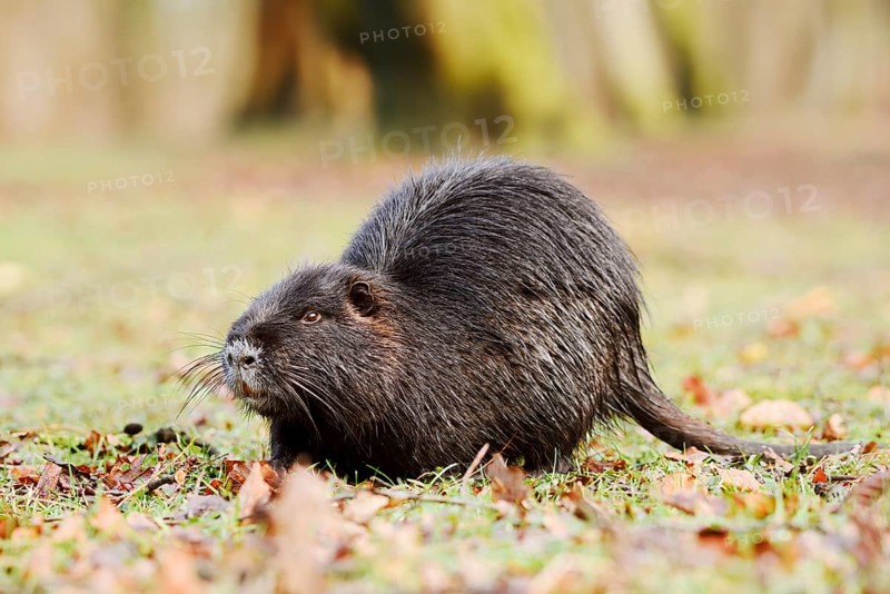 Nutria or swamp beaver (Myocastor coypus) on the shore, North Rhine-Westphalia, Germany, neozoon in Europe