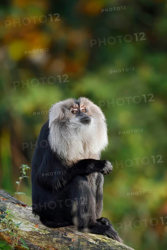Bearded monkey or Wanderu (Macaca silenus), captive, occurring in India