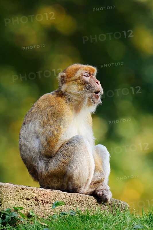 Barbary macaque or magot (Macaca sylvanus), captive, occurring in Morocco