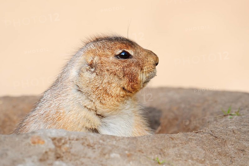 Black-tailed prairie dog (Cynomys ludovicianus) looking out of its den, North America