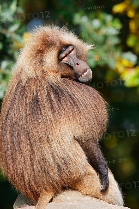 Djelada (Theropithecus gelada), male, captive, occurrence in Ethiopia