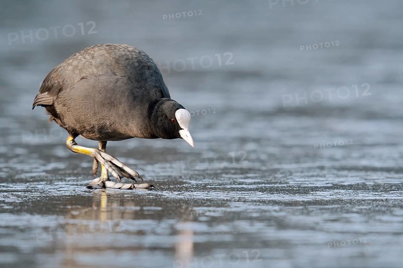 Eurasian Coot or coot rail (Fulica atra) on the ice surface of a lake in winter, North Rhine-Westphalia, Germany